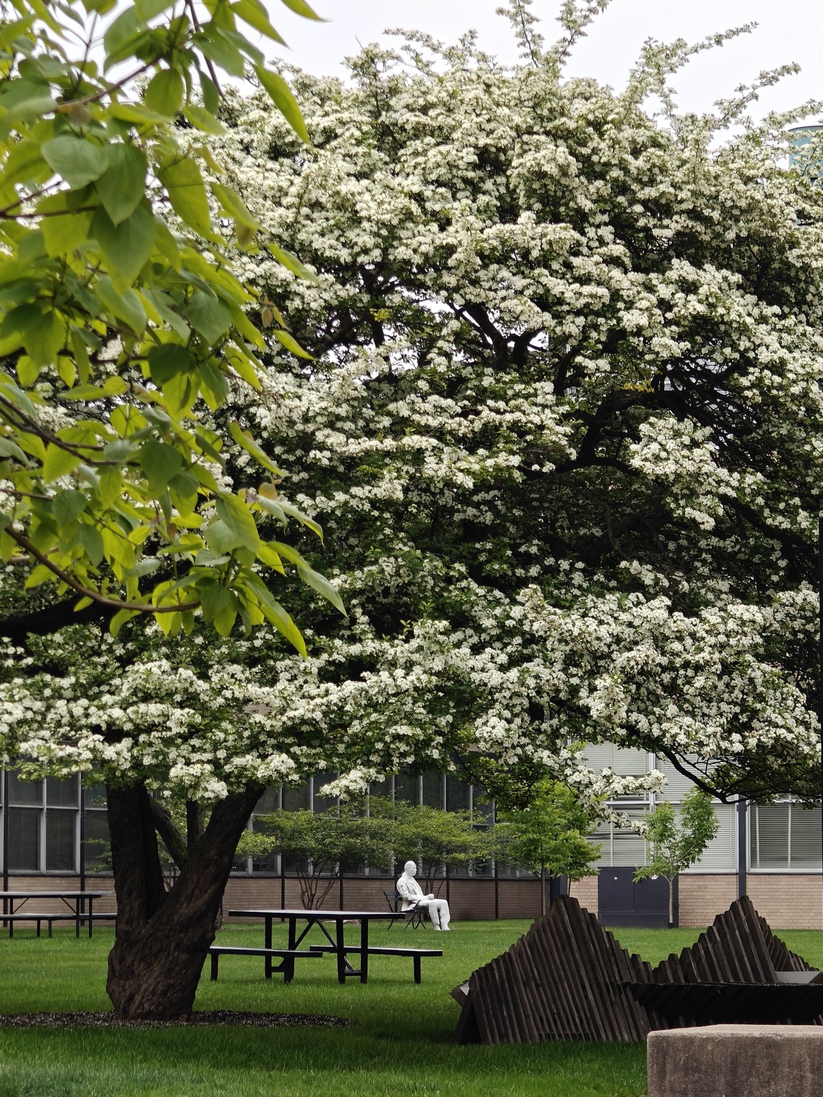 spring blossoms in the park